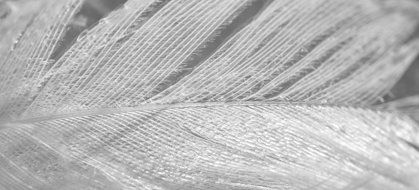 Close-up macro detail of a soft white feather's barbs and vane