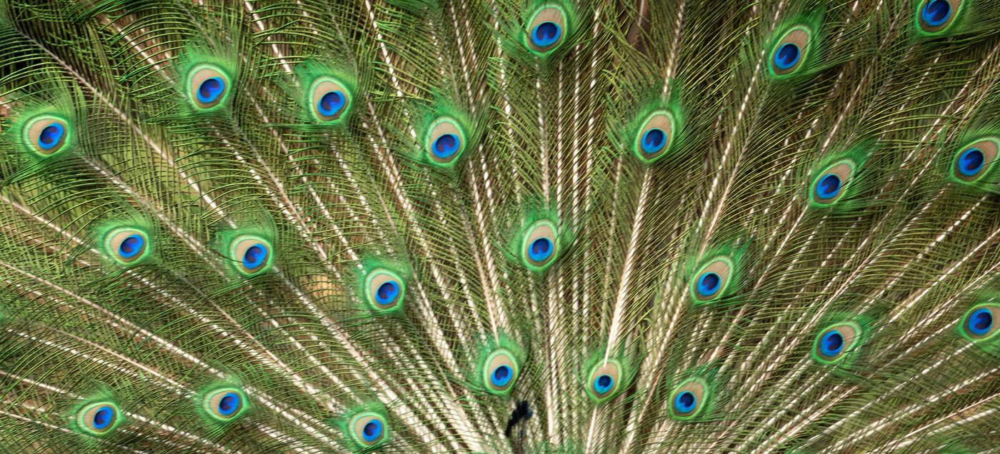 Close-up of a peacock's iridescent tail feathers, an allover pattern of eye-shaped markings