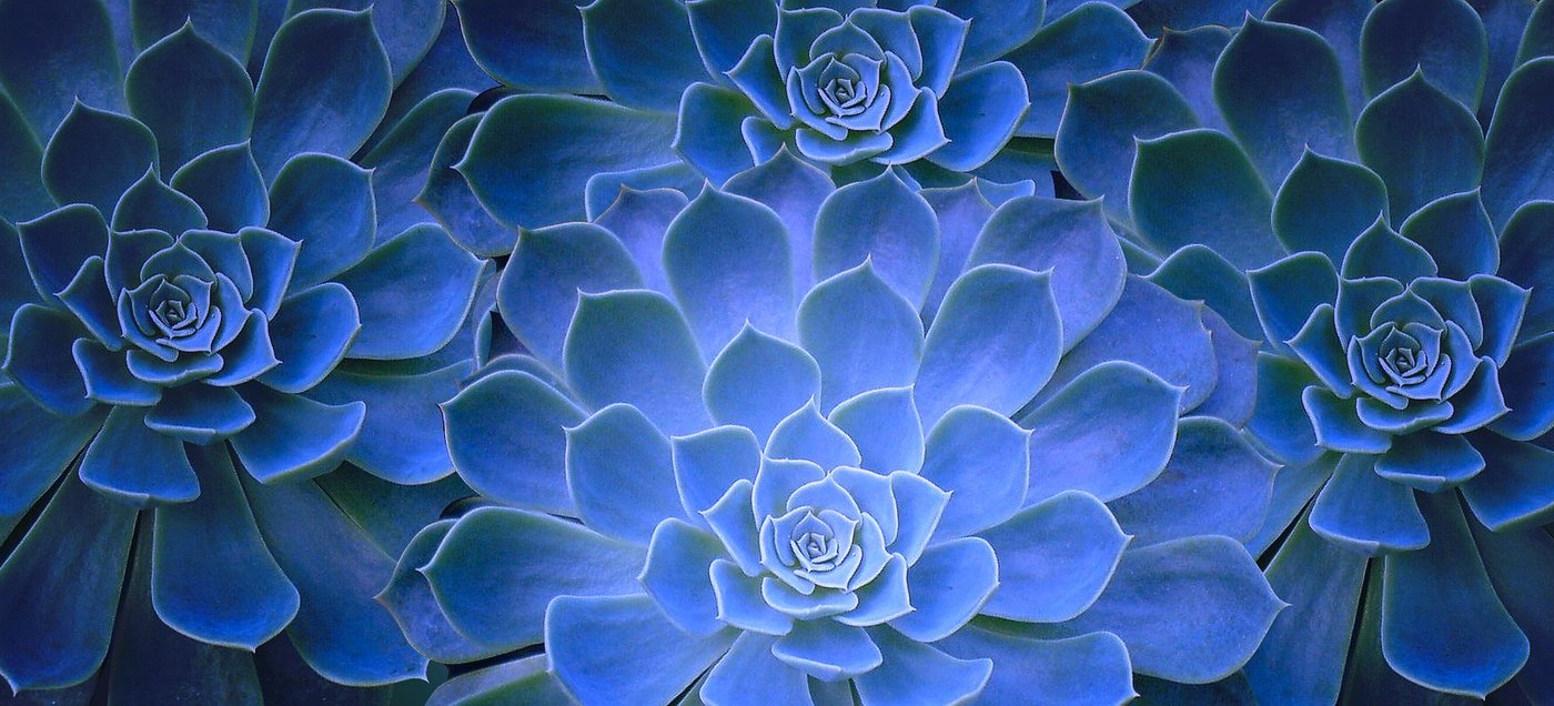 Close-up of layered succulent rosettes in cool green tones