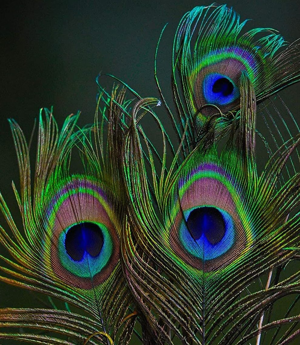 Close-up of vivid peacock feather eyes in jewel tones of teal, gold, and violet